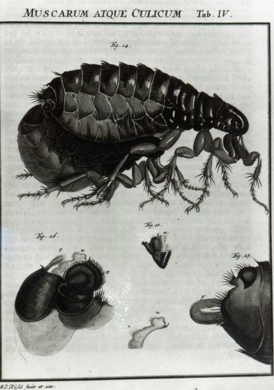 Table IV of Flies and Fleas by August Johann Rösel von Rosenhof